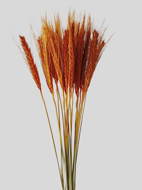 Búza narancs színben