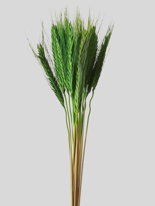 Búza - zöld
