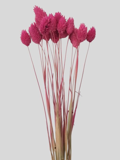 Fénymag - ciklámen