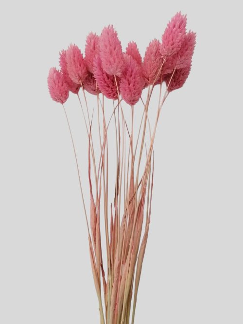 Fénymag - rózsaszín