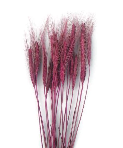 Szárazvirág alapanyag búza ciklámen