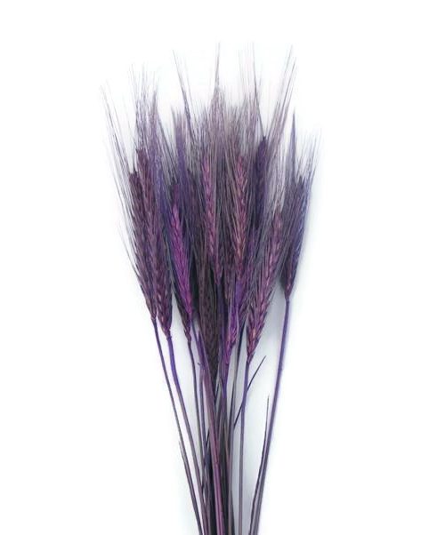 Szárazvirág alapanyag búza (lila)