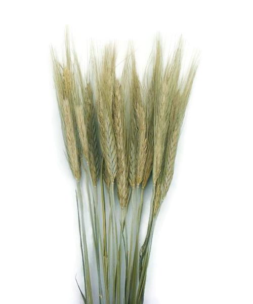 Szárazvirág alapanyag búza (natúr)