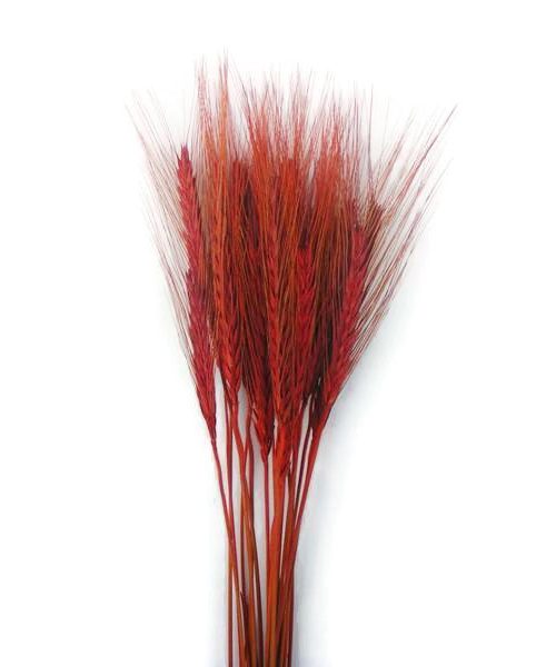 Szárazvirág alapanyag búza (piros)