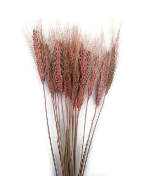 Szárazvirág alapanyag - búza (rózsaszín)