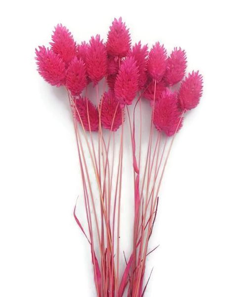 Szárazvirág alapanyag - Fénymag (ciklámen)