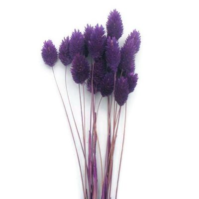 Szárazvirág alapanyag - Fénymag (lila)