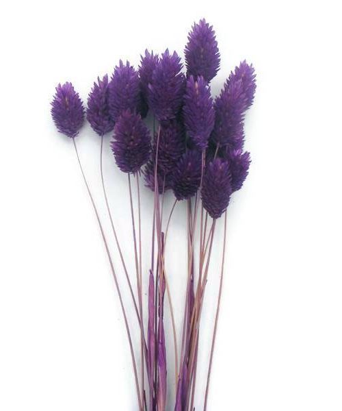 Szárazvirág alapanyag - Fénymag (lila)