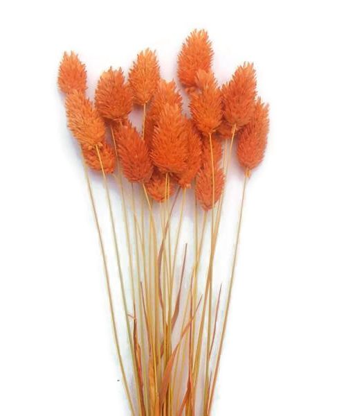 Szárazvirág alapanyag - Fénymag (narancs)