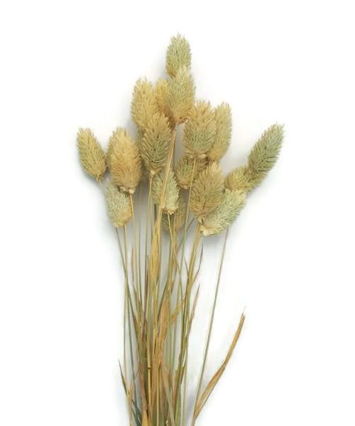 Szárazvirág alapanyag - Fénymag (natúr)