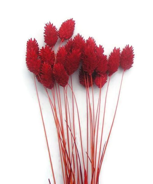 Szárazvirág alapanyag - fénymag piros színben