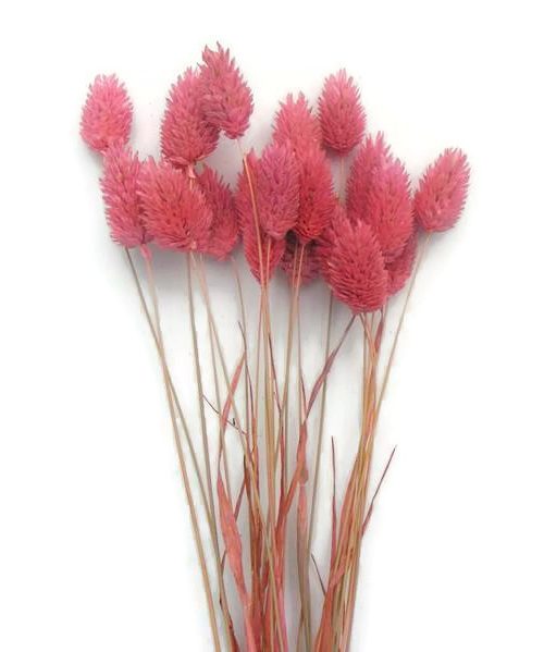 Szárazvirág alapanyag - Fénymag (rózsaszín)