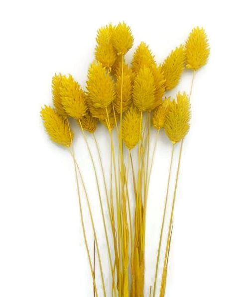 Szárazvirág alapanyag - Fénymag (sárga)