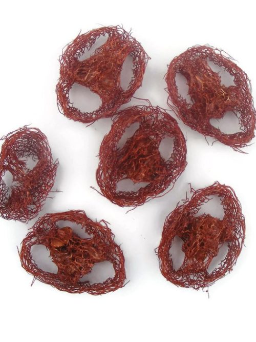 Szárazvirág alapanyag - Luffatök szeletek (barna)