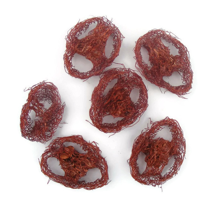 Szárazvirág alapanyag - Luffatök szeletek (barna)