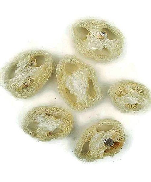 Szárazvirág alapanyag - Luffatök szeletek (natúr)
