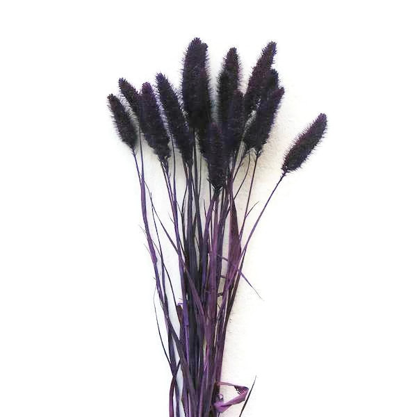 Szárazvirág alapanyag - muhar lila színű