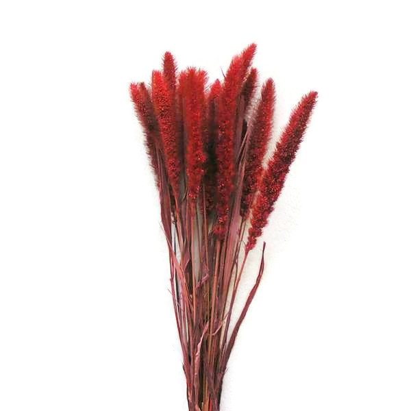 Szárazvirág alapanyag - muhar piros színű