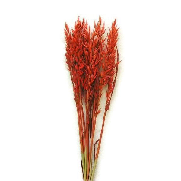 Szárazvirág alapanyag - zab piros színű