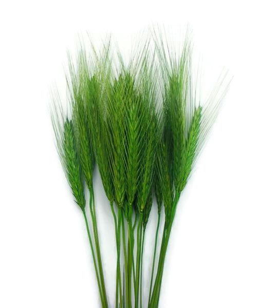 Szárazvirág alapanyag - búza (zöld)