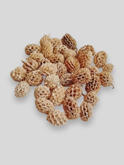 Casuarina - fehér színű