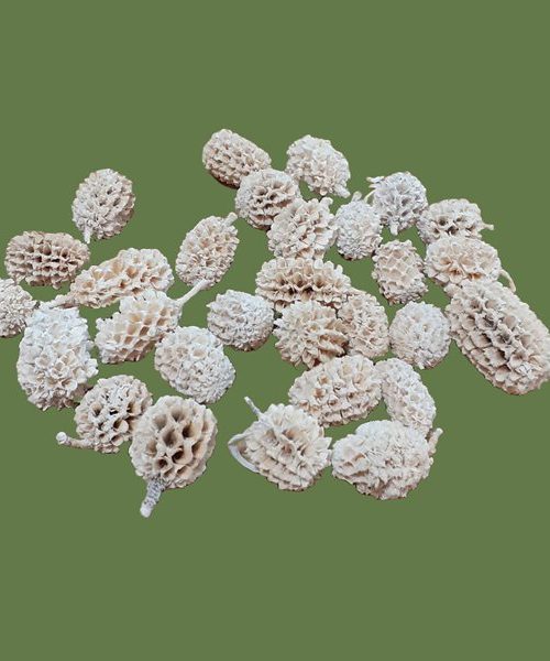 Casuarina - fehér színű