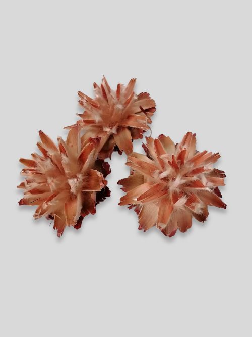 Plumosum fej - natúr