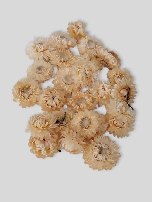 Szalmarózsa (fehér)