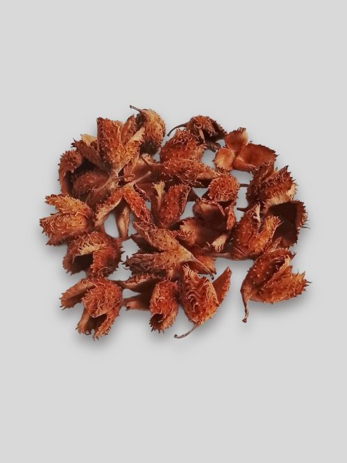 Bükk termés - natúr