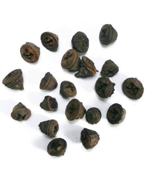 eukalyptus-gomb-natur