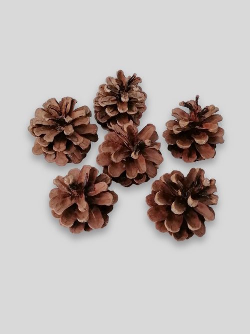 Feketefenyő toboz (natúr)