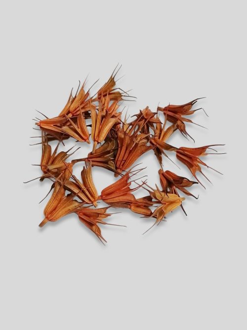 Koronás nigella fejek - narancs