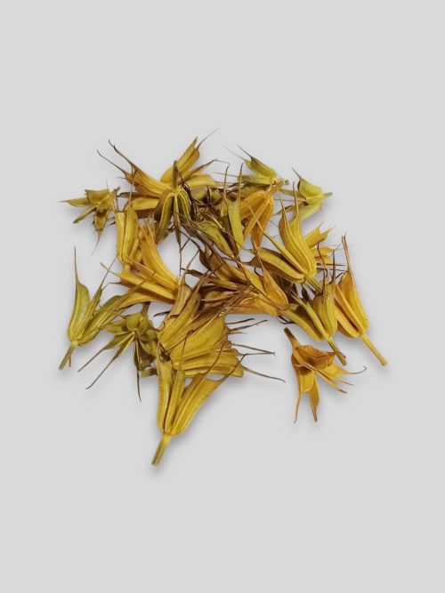 Koronás nigella fejek - sárga