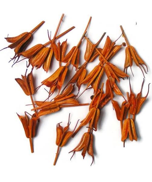 koronas-nigella-narancs