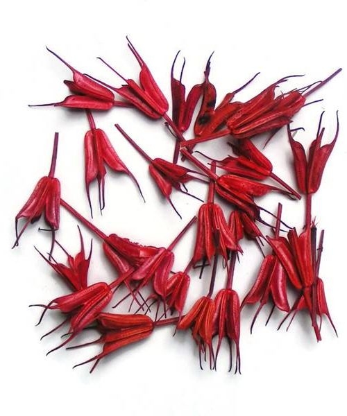 koronas-nigella-piros