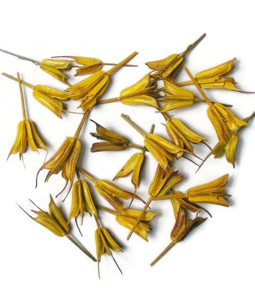 koronas-nigella-sarga