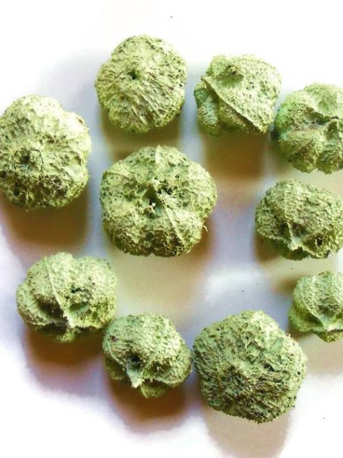 fokhagyma-termes-zold