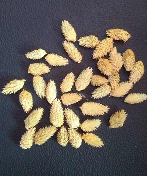 Fénymag fejek (natúr)