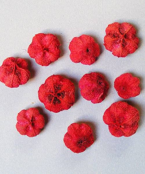 Fokhagyma termés (piros)