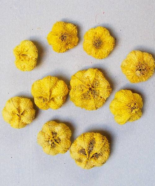 Fokhagyma termés (sárga)