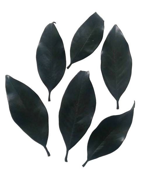 Magnólia levél – zöld, preparált