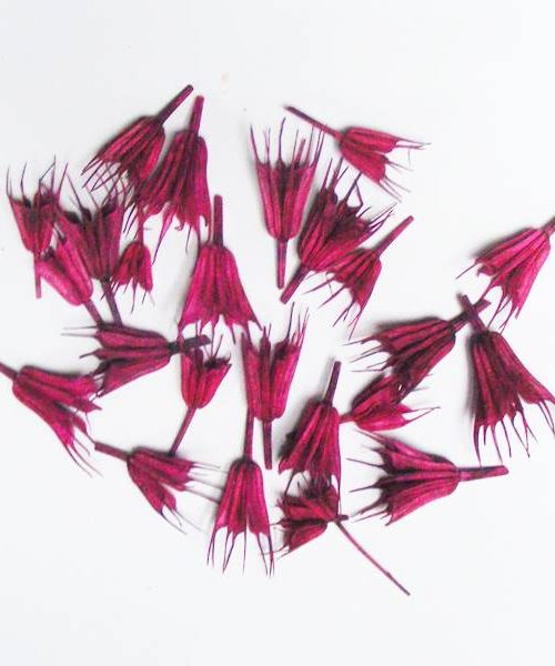 Koronás nigella (ciklámen)