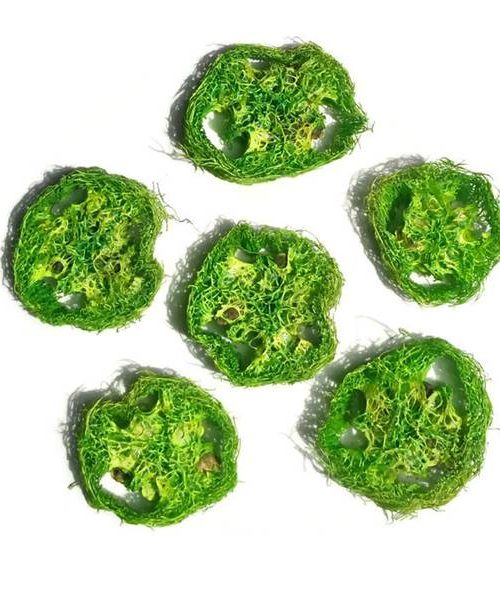 Luffatök szeletek (zöld)