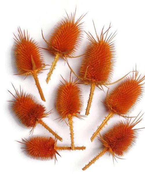 Takácsmácsonya fejek - narancs