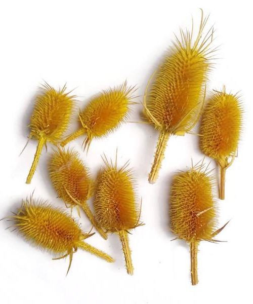 Takácsmácsonya fejek - sárga