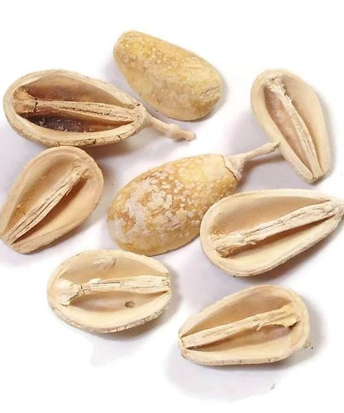 Pear pod - fehérített