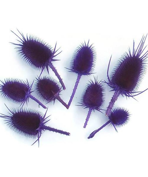 Takácsmácsonya fejek - lila