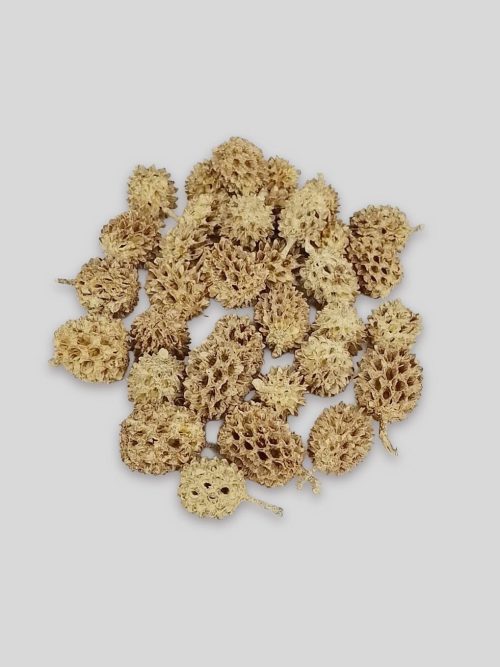 Casuarina zöld színben