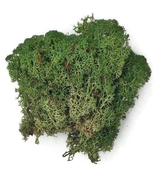 Zuzmó izlandi - zöld