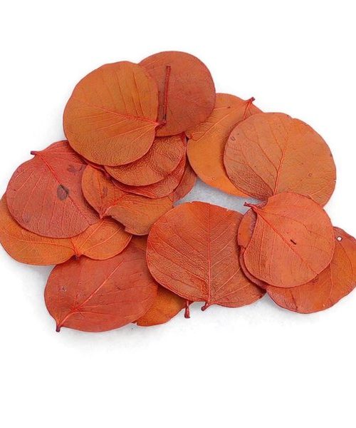 Moneta levél - narancs